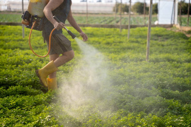 Wasp Removal Services in Graysville, AL