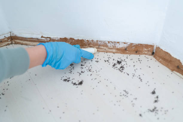 Best Exterminator Services  in Graysville, AL